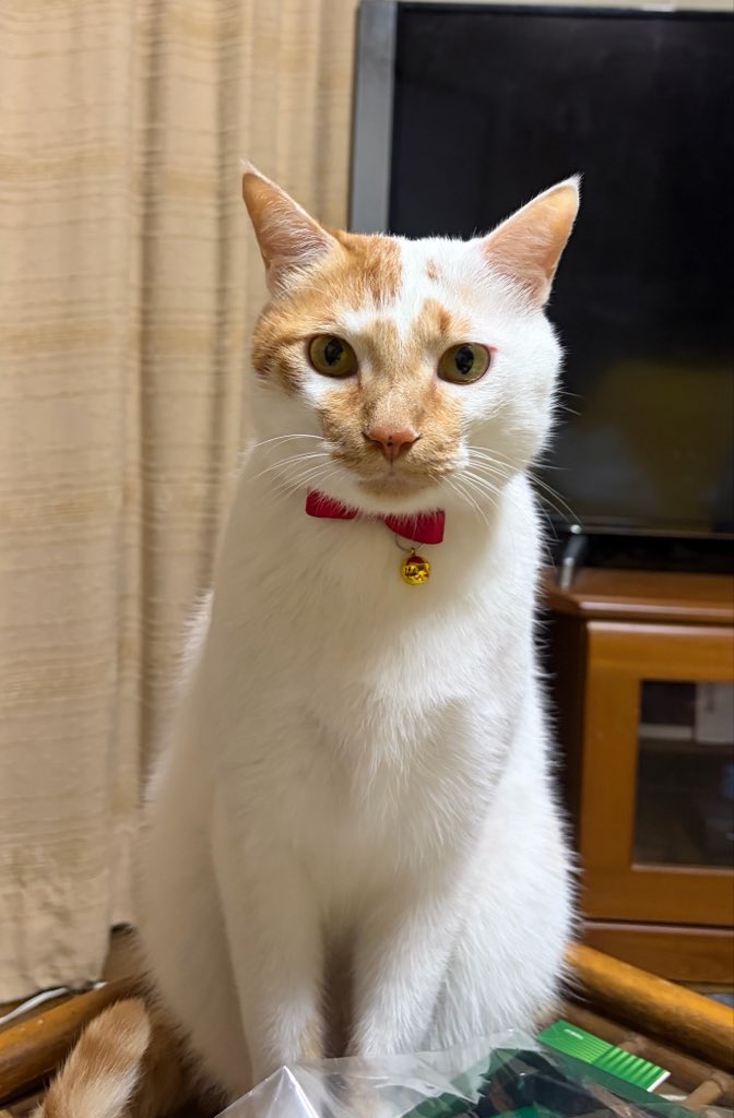 prf_3r's tweet photo. ７歳おめでとう🎉
大きくなりました〜🐈‍⬛🐈 https://t.co/HeoLeFje27