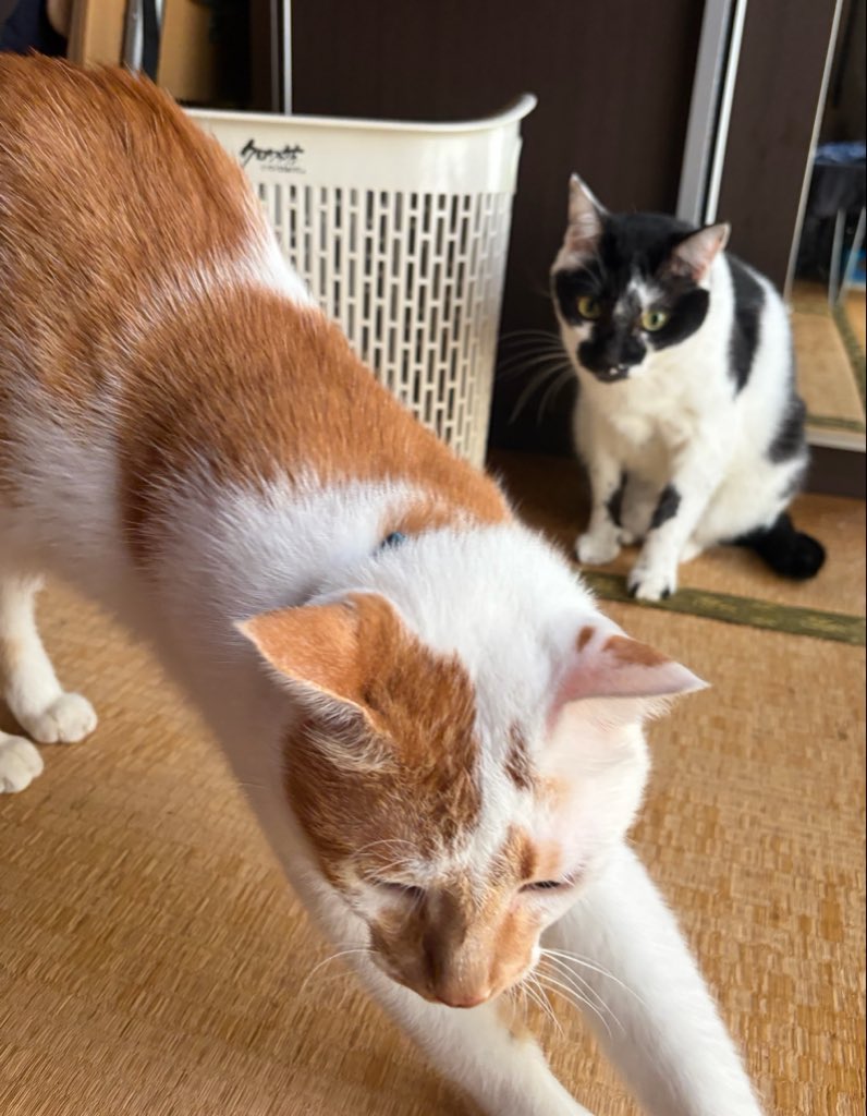 prf_3r's tweet photo. ７歳おめでとう🎉
大きくなりました〜🐈‍⬛🐈 https://t.co/HeoLeFje27