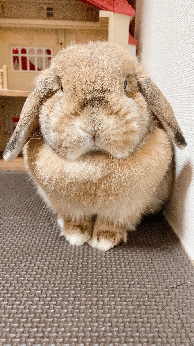 mia310221's tweet photo. 3歳になっても赤ちゃんみたいなお顔して甘えてくるうちの子が天使すぎる！
ずっと元気でいっしょにいてね！

#ホーランドロップ
#うさぎ
#うさぎがいる暮らし
#うさ友 https://t.co/D9EKa7Aprf