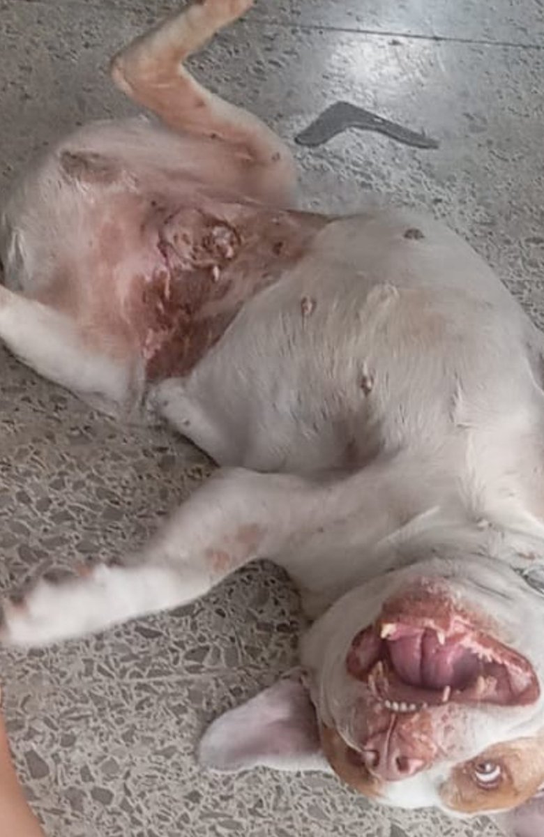 MetaGradoUVM's tweet photo. He buscado ayuda y no lo he logrado voy una vez más todo suma de corazón pido de nuevo su ayuda 
Banco : BBVA 
012 180 01579098623 0 Diego Sandoval
Le salieron unos tumores en sus partes se los han quitado pero los tiene d nuevo y son cancerígenos necesita otra cirugía https://t.co/f8aZttvv5P