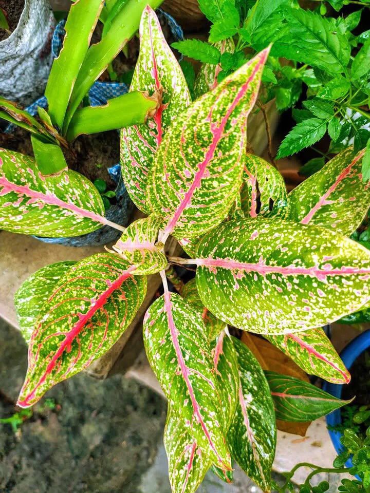 UlHafej's tweet photo. ☕ এক কাপ চায়ের উষ্ণতায় শুরু হোক সুন্দর সকাল🏜️🌿🌺🍀🌷
🍃🌻🍃🌻শুভ সকাল🌻🍃🌻🍃 https://t.co/as4hOH3Lt0