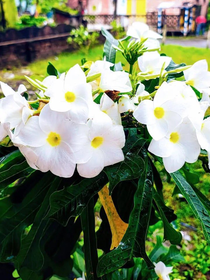 UlHafej's tweet photo. ☕ এক কাপ চায়ের উষ্ণতায় শুরু হোক সুন্দর সকাল🏜️🌿🌺🍀🌷
🍃🌻🍃🌻শুভ সকাল🌻🍃🌻🍃 https://t.co/as4hOH3Lt0