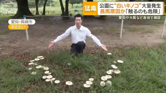 silossowski2's tweet photo. 愛知・岡崎市の公園に猛毒“白いキノコ”大量発生 長雨原因か「触るのも危険」(テレビ朝日系（ANN）)
https://t.co/EP2jjM3hvH https://t.co/fUwc5F6XY6