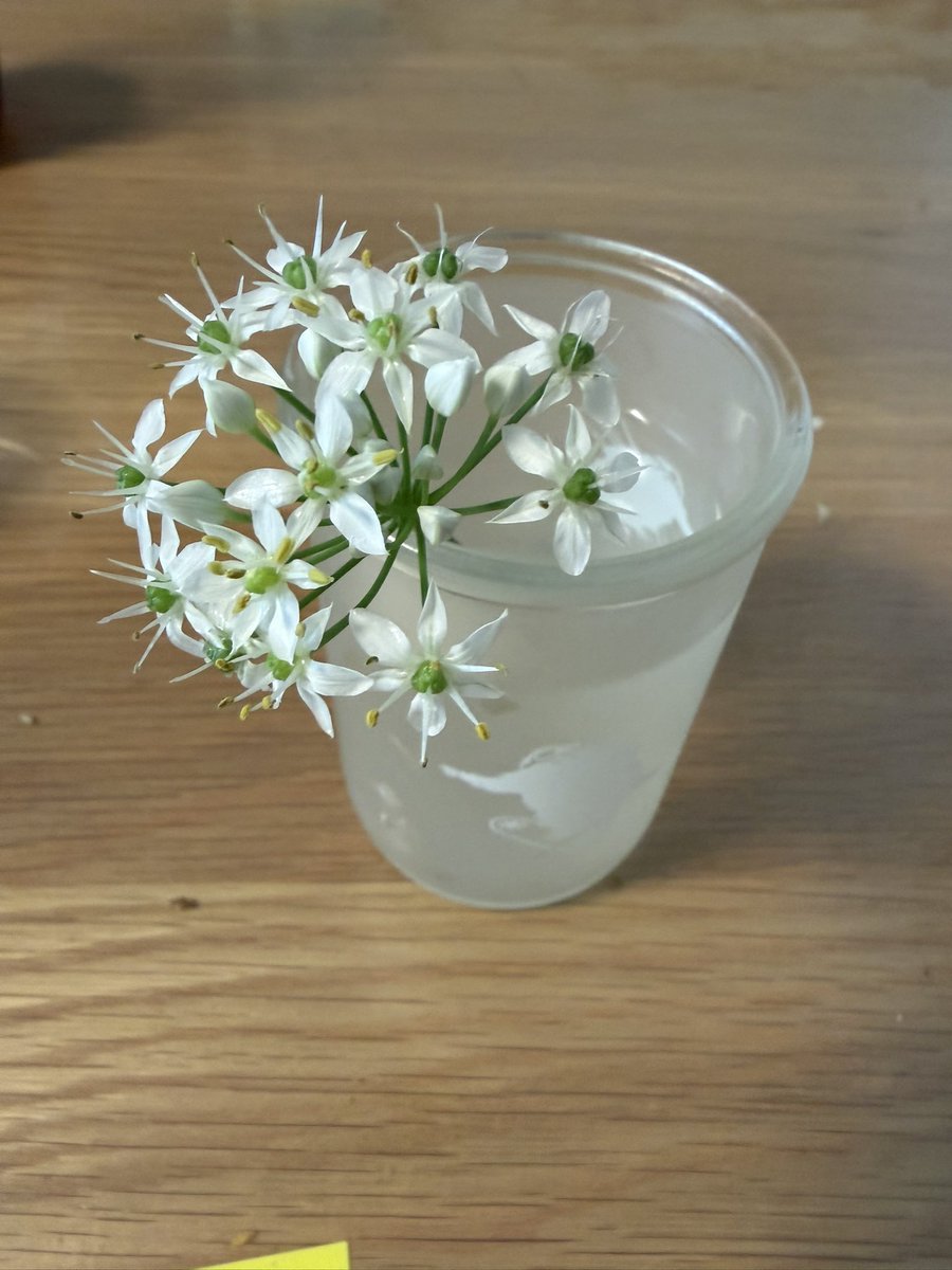 aicottonp's tweet photo. ニラの花なんだな。 https://t.co/GRmMS6BGIB