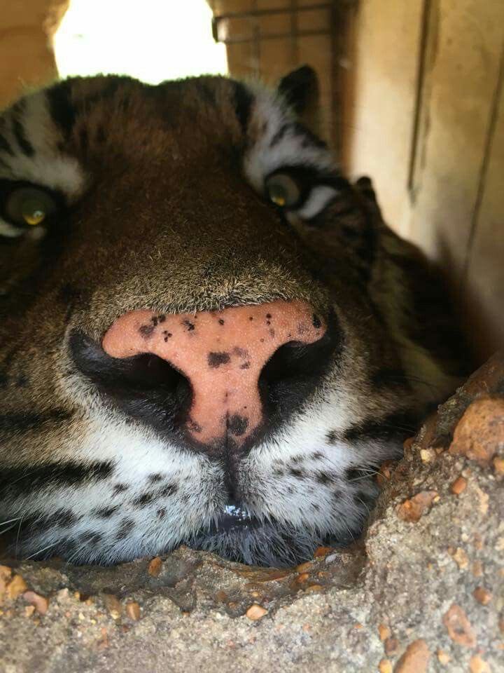 gougaronline's tweet photo. hi my name is toger and i’ll be breathing down your neck today https://t.co/c3qEyJKEZp