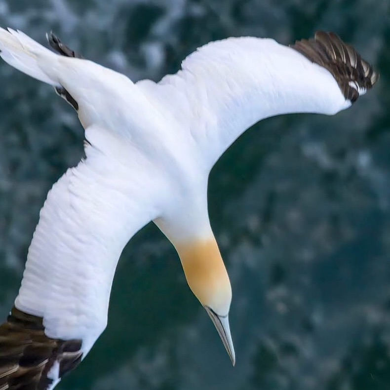 RemonaScheegvg's tweet photo. Northern Gannet diving into the North Sea to fish. https://t.co/EfdKfJzRpk