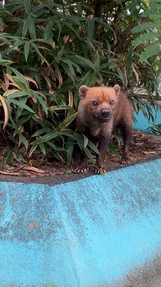 kyotoshidoubut1's tweet photo. 3歳の時にデンマークから来園し、多くの子孫を残したデンマル。
潜水が上手だったデンマル。
グラウンドにあるコの字のトンネルが大好きだったデンマル。

たくさんの思い出をありがとう！最期まで頑張ったね。
安らかに。
#京都市動物園 #kyotocityzoo 
#ヤブイヌ #デンマル #ありがとう https://t.co/7JKbAXV2Cg