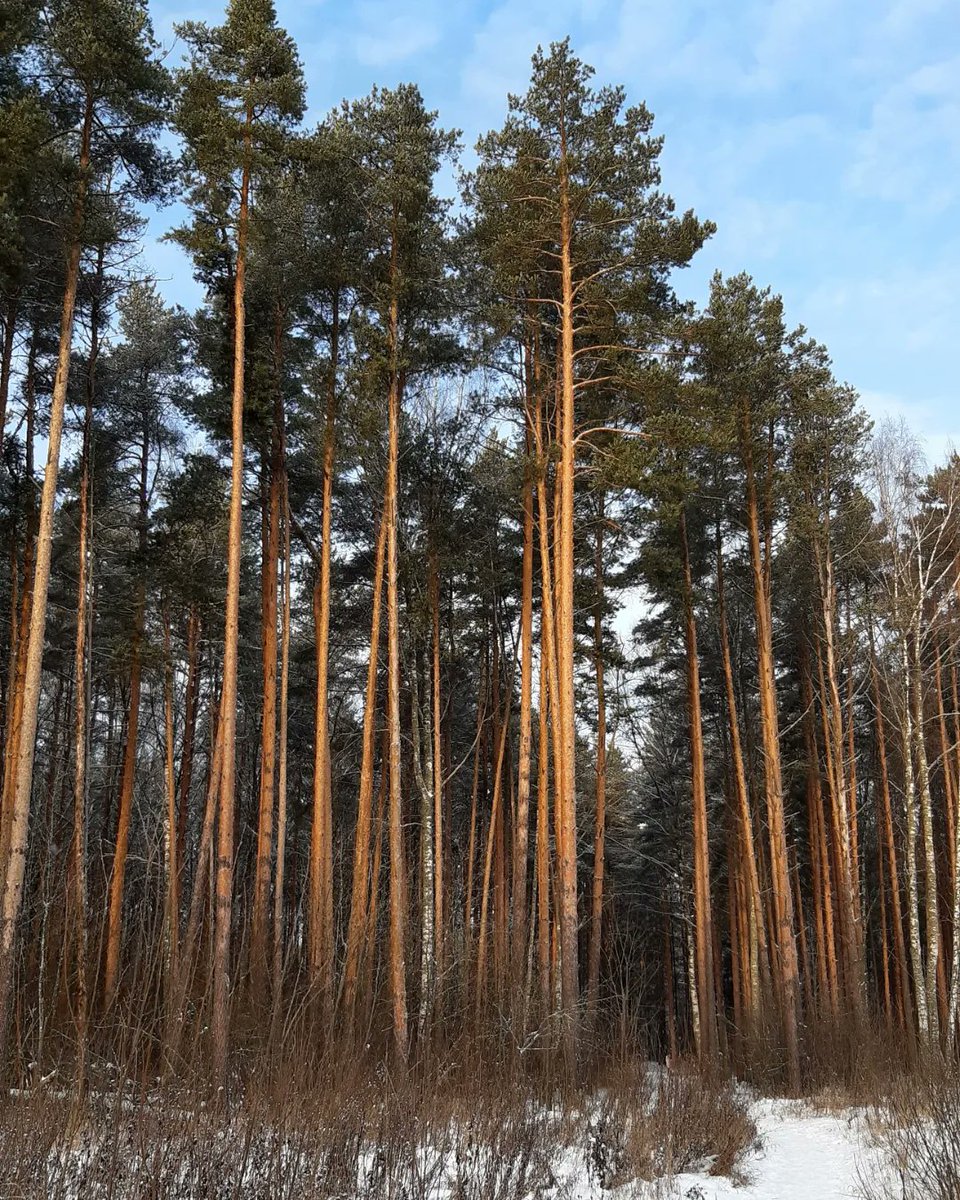 ReneaBayonpp's tweet photo. Where pine branches hold up the sky... Pine forests whisper, and tall, graceful pines, like golden arrows, boldly reach toward the heavens... Tatiana Shorygina. The pine tree symbolizes Russia, inspiring us with its beauty and bringing quiet https://t.co/cbJsfmc7pr