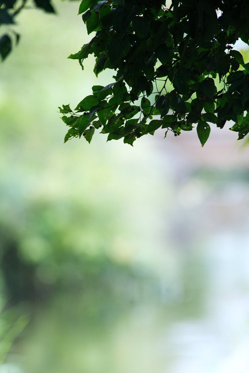 _HellNeko's tweet photo. α99II + Minolta HS APO AF 400mm F4.5G + 1.4倍テレコン https://t.co/Fsb2ki6an0