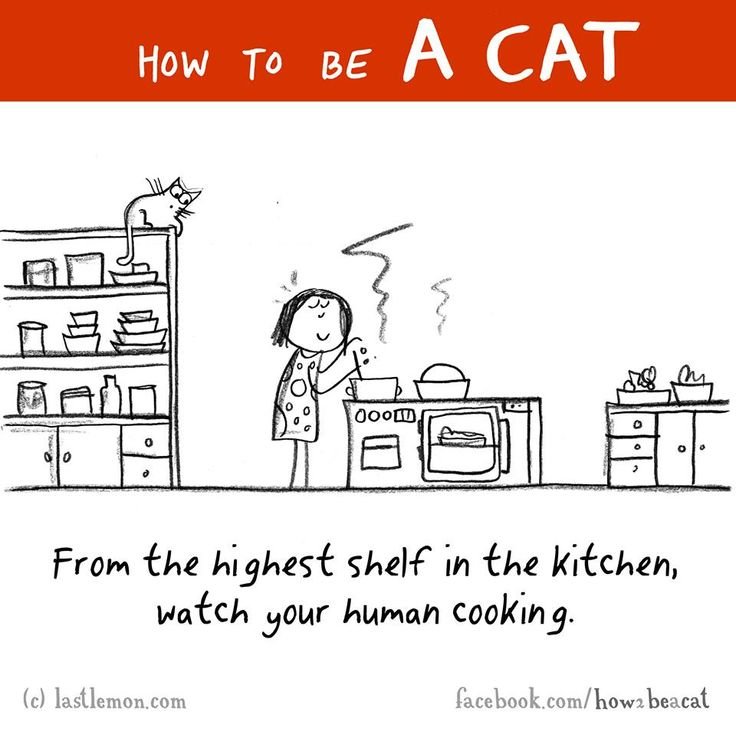 HaleRobin526's tweet photo. #CatsOnX #cats https://t.co/TE6A3YgsiD