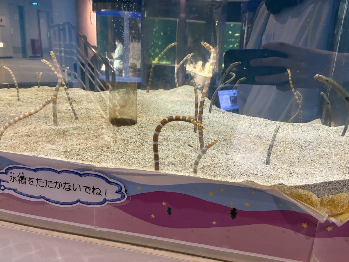 Poma_VRchat's tweet photo. クソ久しぶりに水族館いったでん https://t.co/niCOEoQ1Yg