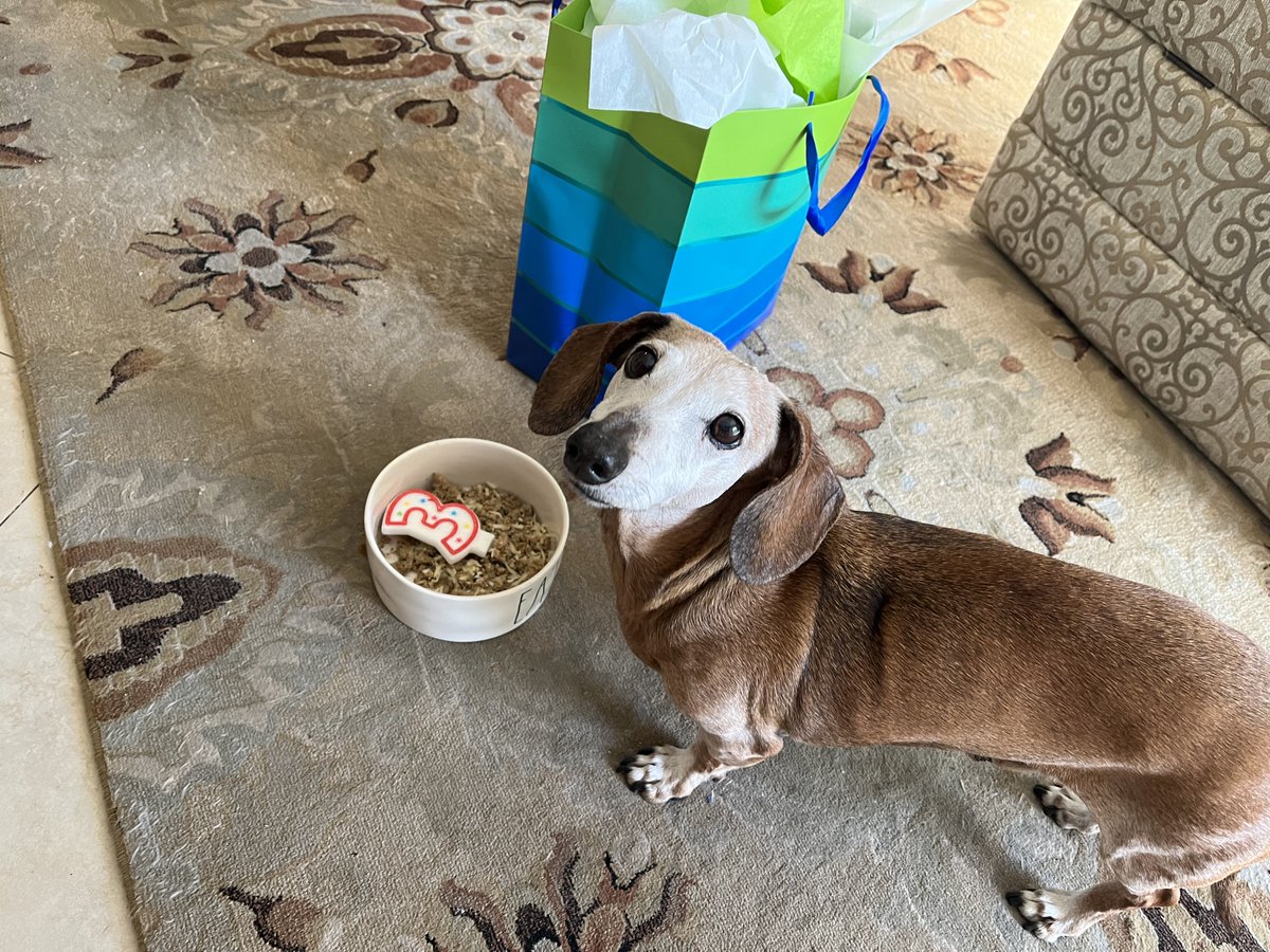 DachshundWalter's tweet photo. Today's apple memory β€οΈβ€οΈβ€οΈ Walter's 3rd Gotcha Day #iwilllovewalterforever #andthensome π₯°π₯°π₯° https://t.co/L114TN4LoW