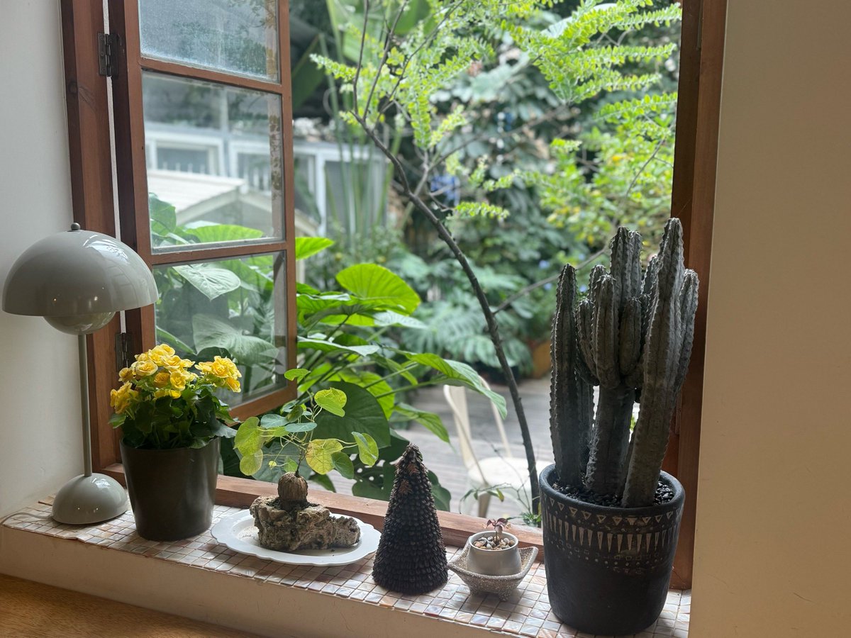 XnwachKa's tweet photo. [What a tiny miracle: the empty takeout bin I had been staring at for 2 weeks is now filled with potted succulents! Small changes make everyday warm.] https://t.co/EPPiYqy26J