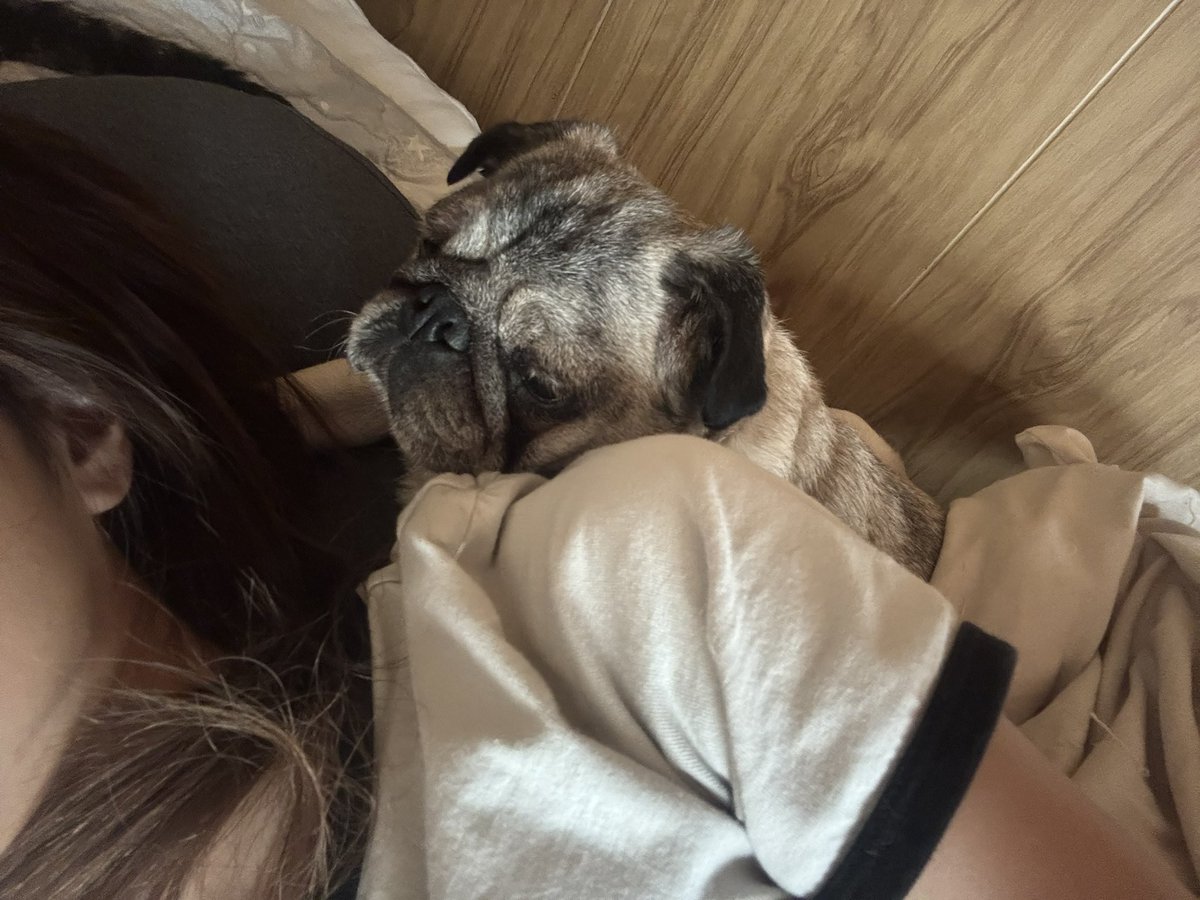 warashupbeily's tweet photo. 隣にはチャコティー、頭上にはライカ。
寝る時の定位置ですw
幸せしかないがな！ https://t.co/HhouiRAZI6