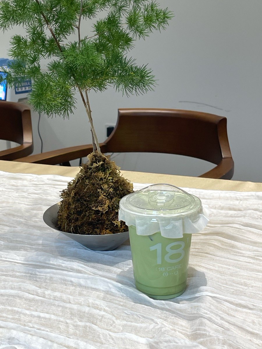 yttmz87469293's tweet photo. Spent 10 mins arguing with my office plant for “slacking”… turns out I just mixed up its fertilizer with my matcha latte powder. Oops. https://t.co/8LwSCoSTJ6