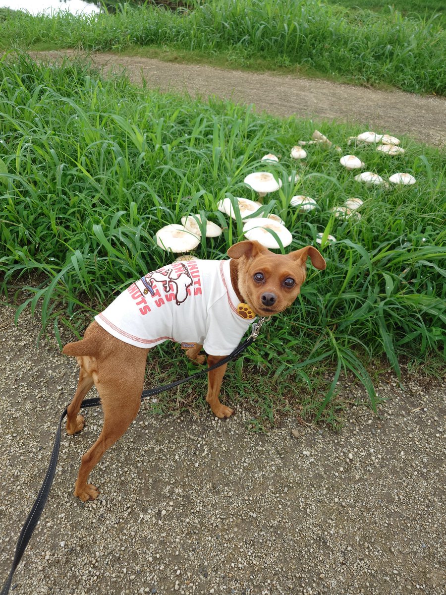 minipin_leon's tweet photo. キノコ発見🍄‍🟫 https://t.co/8efLXN5rSC