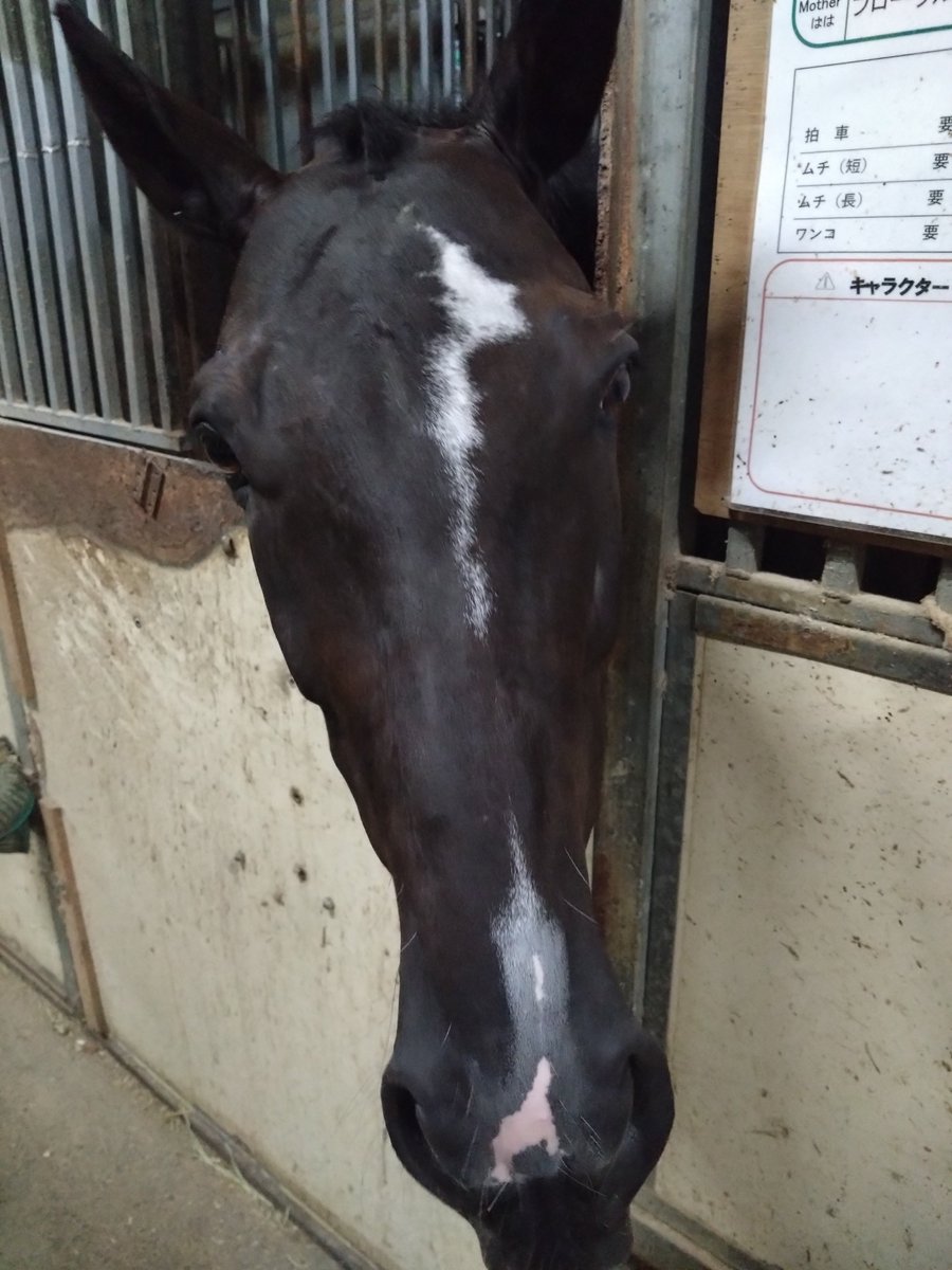 blue_once's tweet photo. この前、乗せてくれたお馬さんの名前はスズノイナズマくん🏇スタッフの方から“まだここに来て日が浅い新しい子なんですよ”って聞いていたのでネットで調べたら去年の11月まで走ってた😲平地と障害どちらのレースも走ってたんだね🏇イナズマくんの第二の馬生が豊かなものになりますように🥰 https://t.co/nk5Ysc4hI6