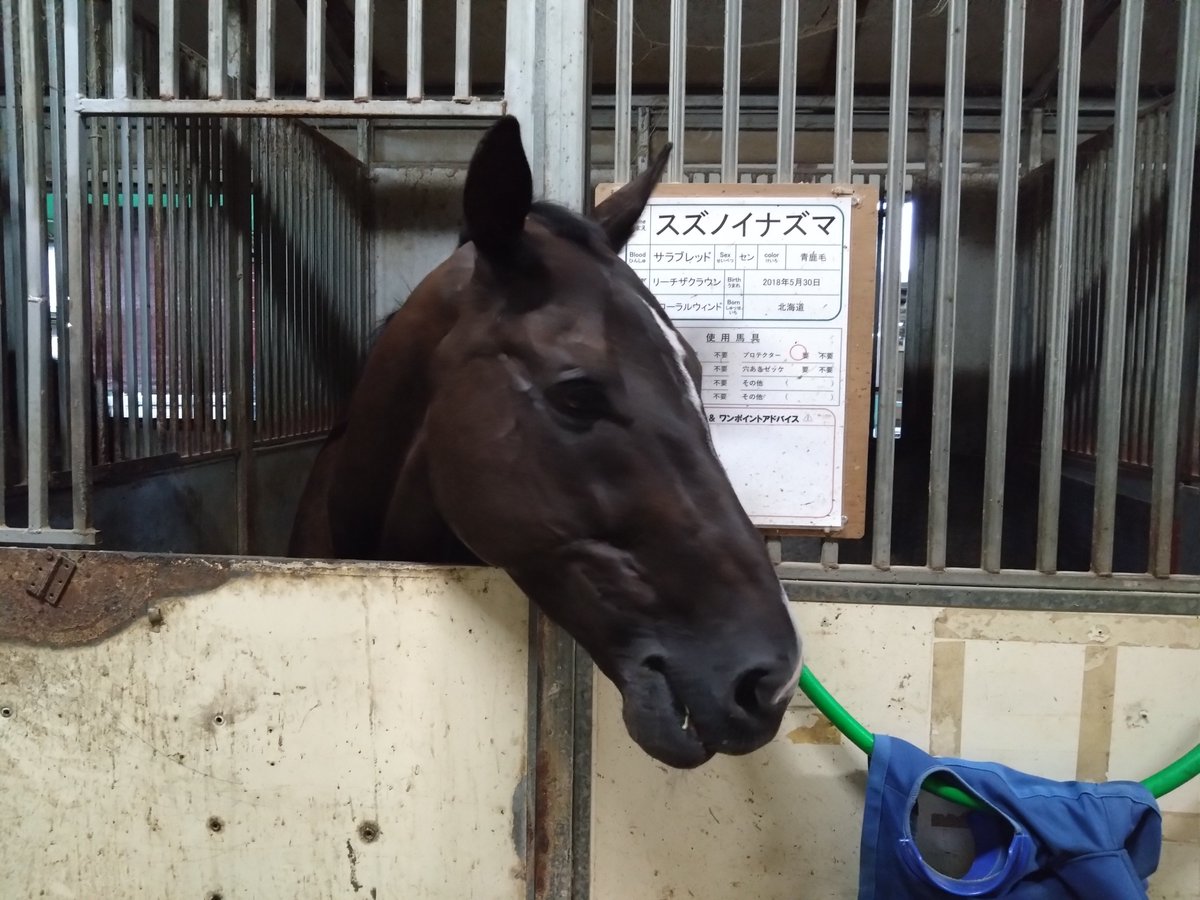 blue_once's tweet photo. この前、乗せてくれたお馬さんの名前はスズノイナズマくん🏇スタッフの方から“まだここに来て日が浅い新しい子なんですよ”って聞いていたのでネットで調べたら去年の11月まで走ってた😲平地と障害どちらのレースも走ってたんだね🏇イナズマくんの第二の馬生が豊かなものになりますように🥰 https://t.co/nk5Ysc4hI6