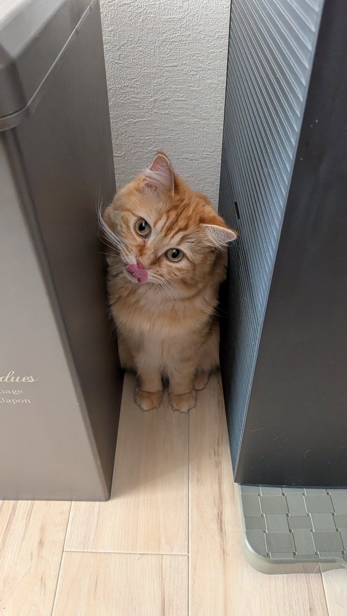 Kukuna0928's tweet photo. 舌ペロかわい���ねっ😽
#サイベリアン　#猫のいる暮らし　#猫好きさんと繋がりたい https://t.co/fP99p5Xkhj