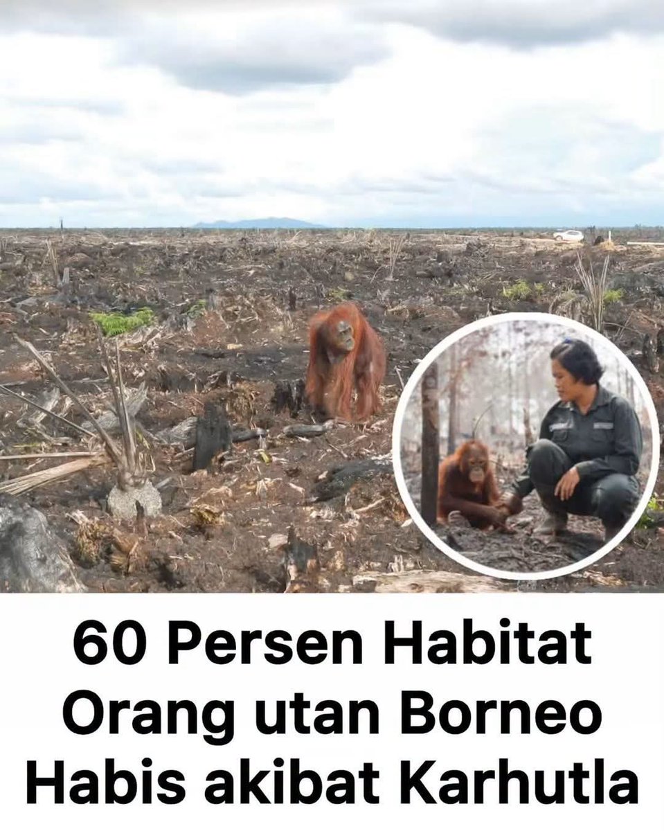 indepenSumatera's tweet photo. Habis sudah. Kalimantan bukan lagi sekadar berasap, tapi sedang dibakar perlahan bersama ribuan nyawa yang nggak punya suara di dalamnya.

Data Geopix periode 1 Juni–28 Agustus 2026 menunjukkan fakta yang bikin urut dada: dari total 22.744 titik panas (hotspot) di Kalimantan, sebanyak 17.865 titik terdeteksi PERSIS di dalam rumah tempat tinggal Orang Utan Kalimantan. 

Artinya apa? Sekitar 25,8 juta hektare atau 60,2% total habitat mereka sekarang sudah hancur terdampak karhutla. Ini bukan bencana alam biasa, ini kehancuran sistematis!

Lihat kehancuran ini lebih rinci:
• Subspesies Pongo pygmaeus wurmbii paling parah kena bantai. Juli lalu titik panas CUMA 1.123, masuk Agustus meledak gila-gilaan sampai 13.085 titik! 
• Koridor paling kritis & darurat saat ini: Kawasan Muller-Schwaner, Western Schwaner, dan Seruyan-Sampit. 
• Efek domino: Pohon sarang rata dengan tanah, sumber pakan musnah, dan jalur migrasi terputus total. Mereka dipaksa keluar habitat, masuk pemukiman, lalu dicap "hama" dan dibunuh.

Kenapa ini bisa terjadi lagi dan lagi? 
Karena setiap musim kemarau, mafia lahan dan korporasi nakal masih leluasa main bakar demi menghemat biaya pembukaan lahan (land clearing). Pengawasan lemah, penegakan hukum sering tumpul di lapangan, sementara konversi lahan gambut jadi perkebunan sawit dan konsesi tambang terus berjalan tanpa rem.

Saat habitat mereka hangus, ancaman nyata berikutnya adalah konflik satwa-manusia, perburuan liar, hingga kepunahan total subspesies ini di alam liar.

Sampai kapan kita cuma nonton dan bersuara pas udah jadi arang? Kawasan Muller-Schwaner dan Seruyan butuh aksi darurat SEKARANG JUGA!