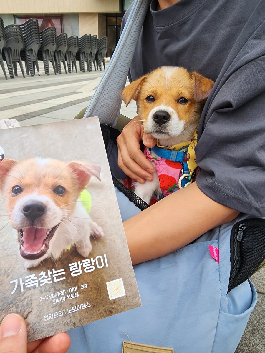 oh_reo_zoomies's tweet photo. 진짜 말이 안 나오는 강아지.. 문의가 0건이래요 말도 안 된다고 봄.. 이름도 랑랑이래... https://t.co/FnBGriCwG7