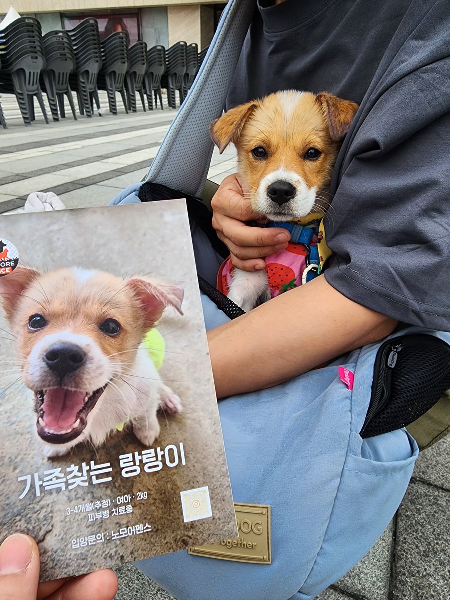 oh_reo_zoomies's tweet photo. 진짜 말이 안 나오는 강아지.. 문의가 0건이래요 말도 안 된다고 봄.. 이름도 랑랑이래... https://t.co/FnBGriCwG7