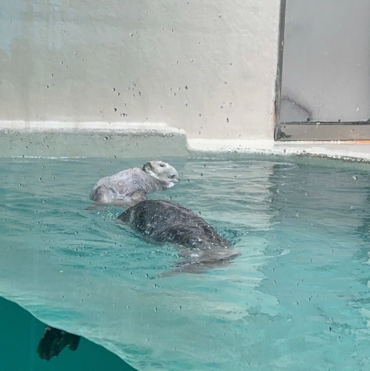 Michael_g_S_'s tweet photo. こんにちは、今日くらいは呟かないとか
誕生日です。
ラッコが見られる水族館に来訪中です
今年中には何かやります！！🎂 https://t.co/DnTKi7F1bQ