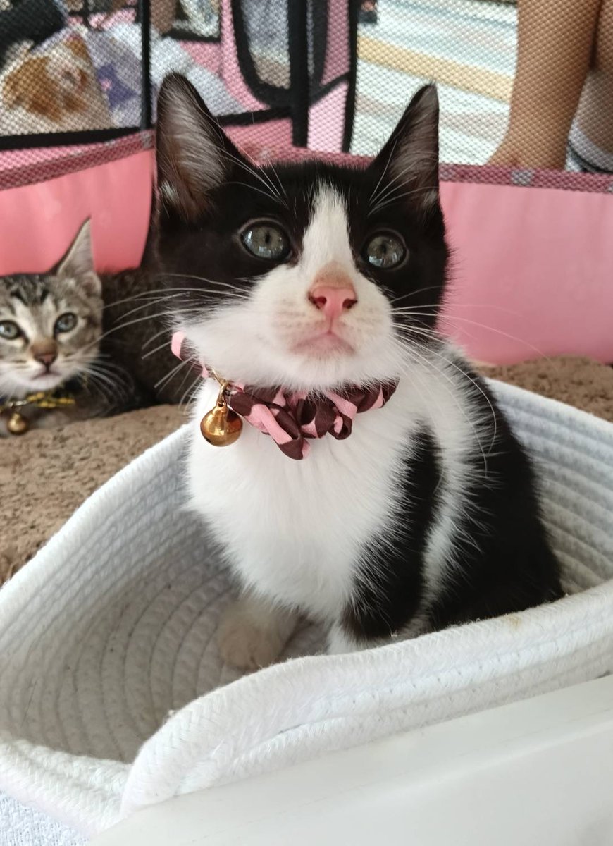 JCDLkawashima's tweet photo. 参加メンバー
🐈‍⬛猫🐈‍⬛
・アメリカンカールのトラ　４歳　♂
・生後２ヶ月ハチワレ子猫のおむすび♀
・生後２ヶ月キジトラ子猫のノリマキ♀
↑2人は姉妹です👭
🌸初参加ブリティッシュショートヘアの
　ホワイティ　７歳　♀
＃動物愛護 https://t.co/7dXO453l83