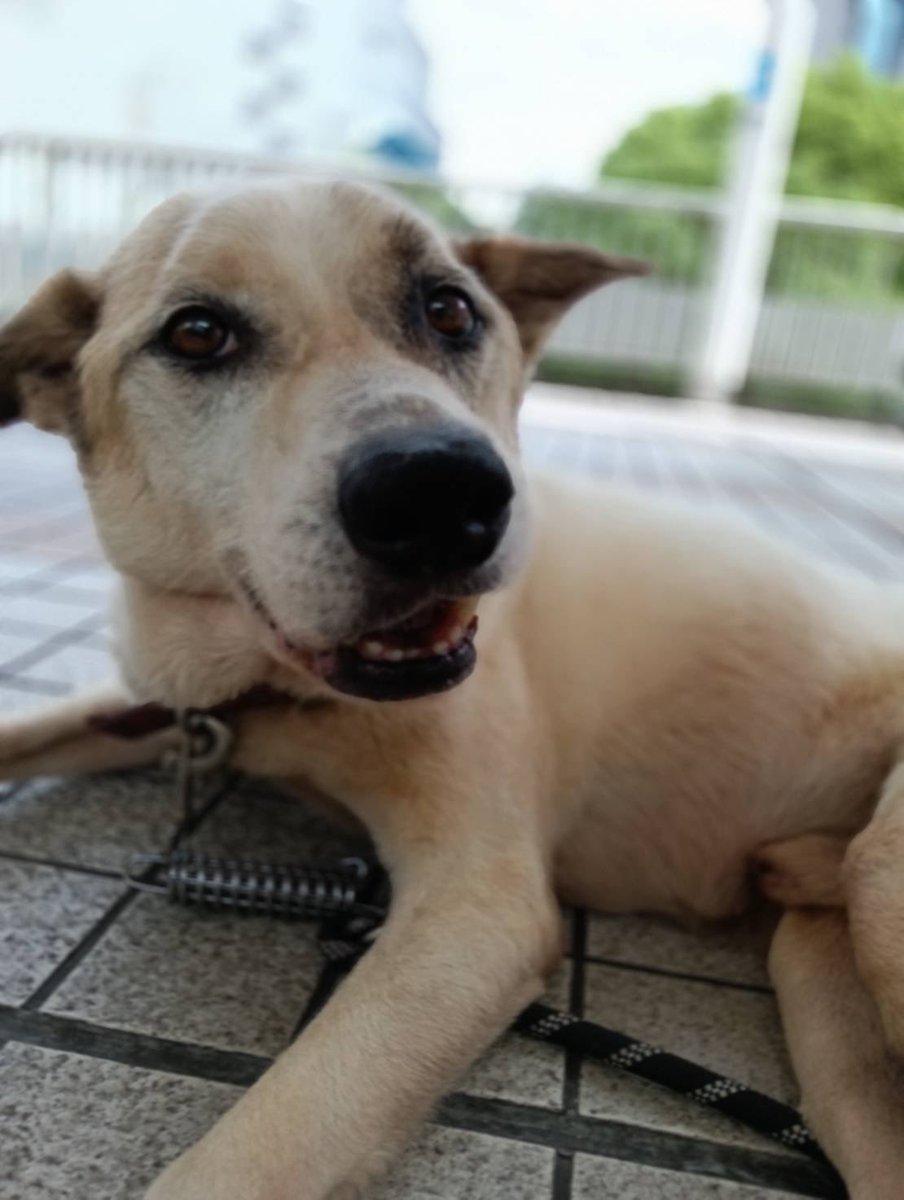 JCDLkawashima's tweet photo. 参加メンバー
🐕犬🐕
・紀州犬ミックスのアロー　１１歳♀
・ミックス犬のイチ　６歳　♂
・チワックスのリン　９歳♀
・チワックスのマリ　１０歳♀
#JCDL https://t.co/7Y9tn2P27m