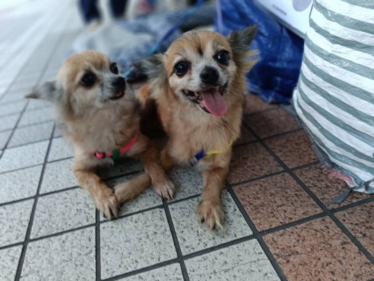 JCDLkawashima's tweet photo. 参加メンバー
🐕犬🐕
・紀州犬ミックスのアロー　１１歳♀
・ミックス犬のイチ　６歳　♂
・チワックスのリン　９歳♀
・チワックスのマリ　１０歳♀
#JCDL https://t.co/7Y9tn2P27m