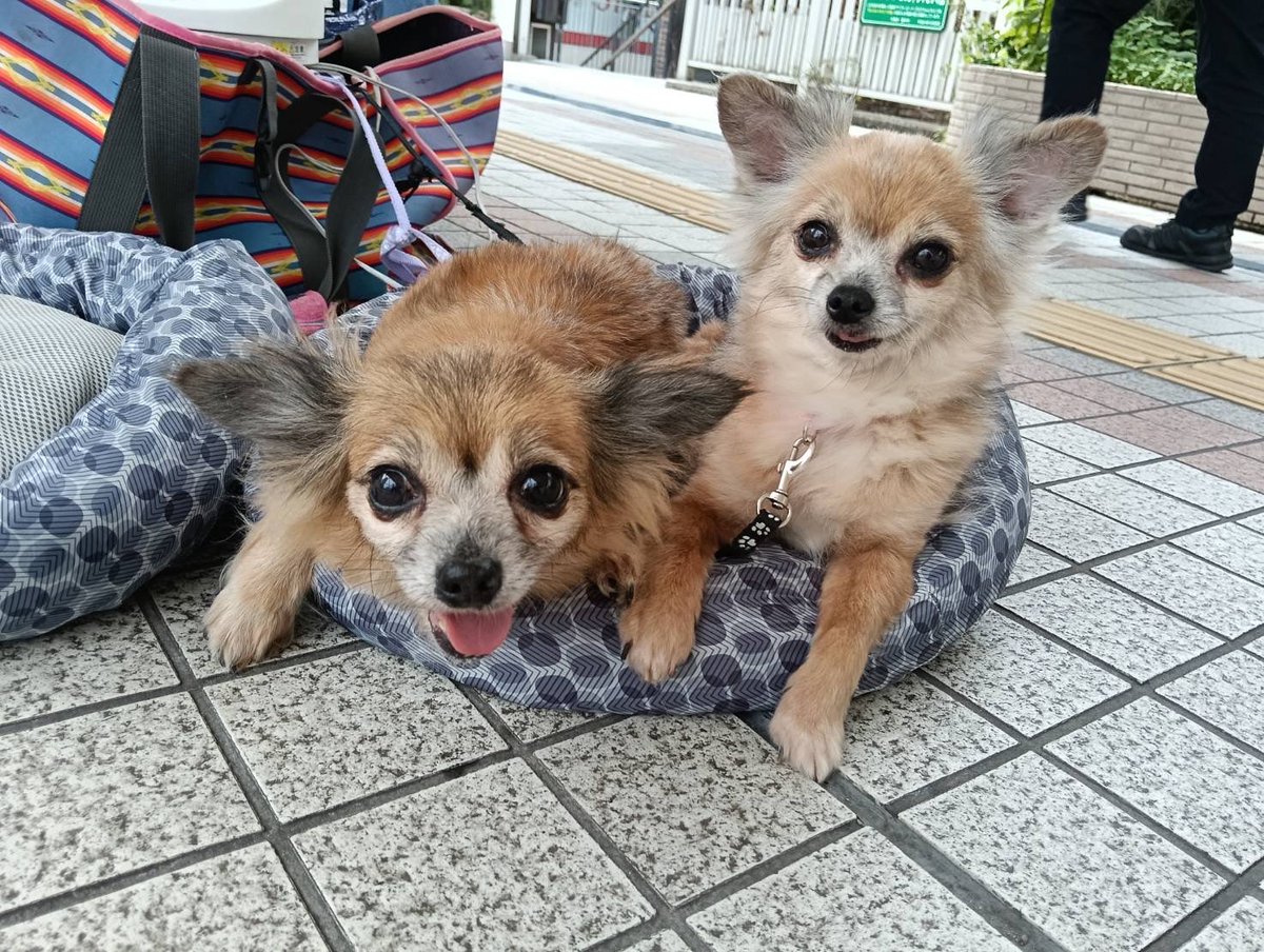 JCDLkawashima's tweet photo. 参加メンバー
🐕犬🐕
・紀州犬ミックスのアロー　１１歳♀
・ミックス犬のイチ　６歳　♂
・チワックスのリン　９歳♀
・チワックスのマリ　１０歳♀
#JCDL https://t.co/7Y9tn2P27m