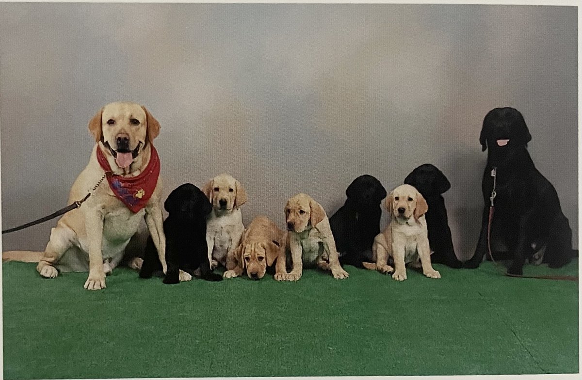 macha_daichi's tweet photo. 【新しく犬を迎えることは
　　　　　悪いことじゃない】

先代さんを忘れるわけでも、 代わりを探すわけでもない。

あなたの心に
愛せる時間と場所が
もう一度できただけ。
 先代さんは虹の橋の袂できっと、 「うちのママ
　　　また1匹幸せにするんだよ！」 ってみんなに自慢してるはず🌈 https://t.co/VNctMByPC4