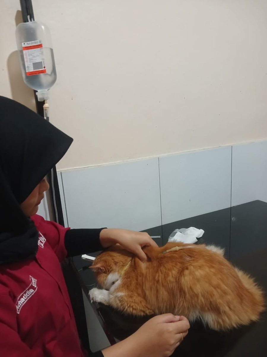 aysadant9's tweet photo. my baby sampe diinfus gitu🥺😭 doain cepet sembuh guys https://t.co/teXgzcnkXS