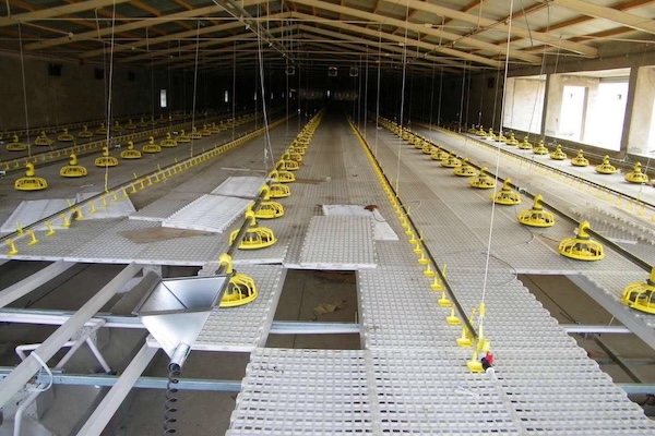 stoutagri's tweet photo. Poultry flooring affects more than where birds stand.

Manure buildup, wet areas, cleaning access, and floor stability all influence daily house management. That is why flooring should be considered as part of the complete poultry-house system. https://t.co/dR11nhH4JH