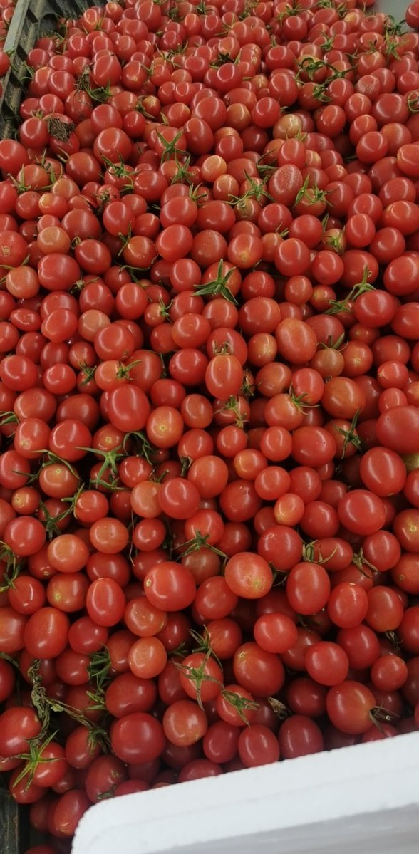 ChinGumbskr2's tweet photo. Esta tomate cherry ecológico, dulce y jugoso, perfecto para ensaladas! No te lo pierdas.， https://t.co/lSJJpYNskP