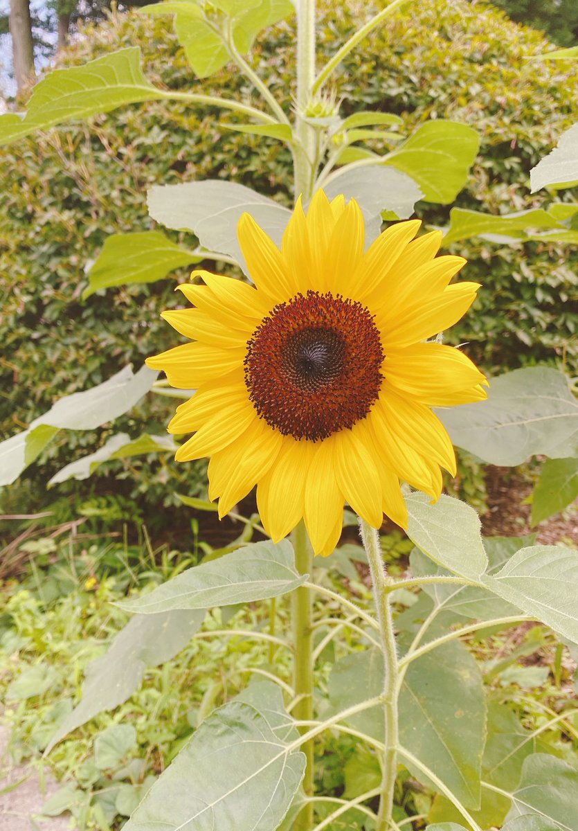 Hanachama3's tweet photo. my pimple is gone. 🌻^•𐃷•^

edit? no. it's my future https://t.co/W5ciMIOYdt