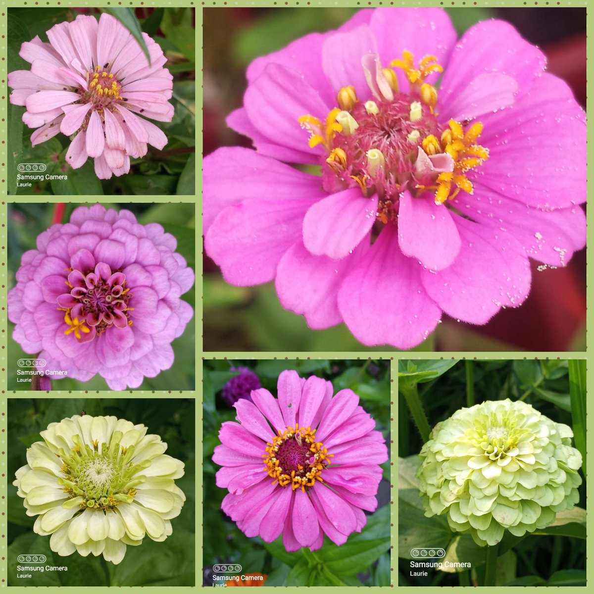 SophieRaccoons's tweet photo. Have a pretty, grateful, and kind #SixOnSaturday ๐ธ๐ธ#FlowersOnSaturday #FlowerPhotography #zinnias #Flowers ๐ธ๐ธ๐ธ๐ธ๐ธ๐ธ๐ธ๐ธ๐ธ๐ธ https://t.co/S9FuA3coxt