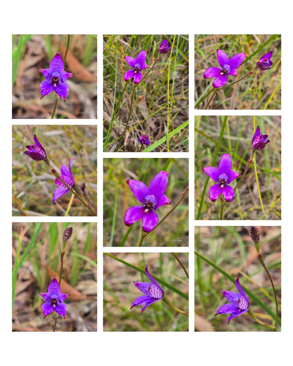 IntoNatureJorja's tweet photo. Elythranthera brunonis (Purple Enamel Orchid) 💜 #wildflowerhour #flowers #ozplants https://t.co/Y7AgqlMMre