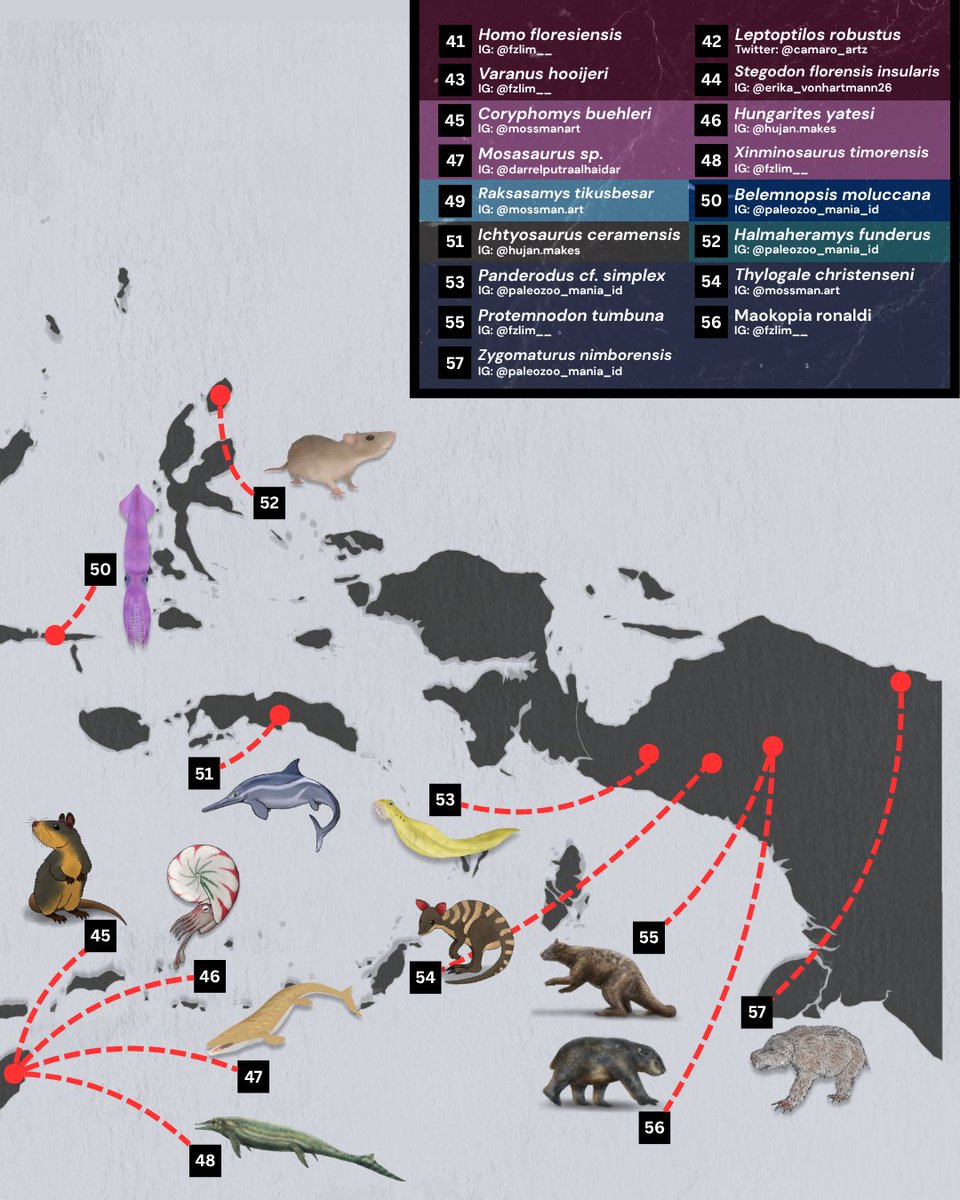 Mossmanarts's tweet photo. 21 Indonesian Artists, 57 Extinct Animals, 1 Country

This year the Indonesian paleo community decided to draw as many extinct animals as they can and put them over a map of Indonesia, please enjoy our collective works! 🙏 https://t.co/CPaCOzEEM1
