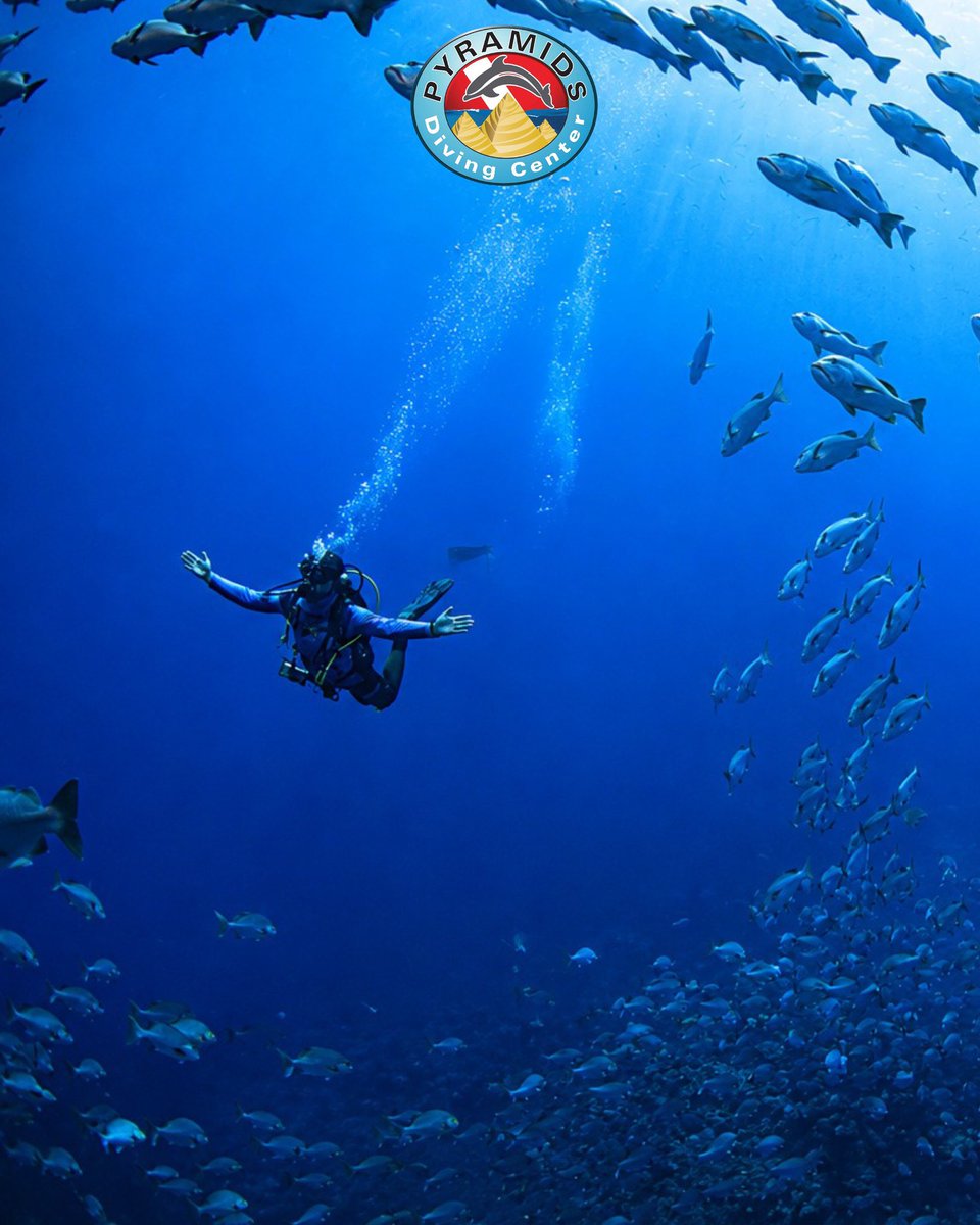 PyramidsDC's tweet photo. 🐠 SHARK &amp; YOLANDA — WHERE THE RED SEA COMES ALIVE 🌊

Book at info@pyramidsdivingcenter.com

WhatsApp +20 112 778 7023 (Italian-English- Spanish)

WhatsApp  +20 115 129 5888 (Russian-English)

https://t.co/0QlcpaGWMb

#PyramidsDivingCenter #SharkAndYolanda #SharmElSheikh https://t.co/hGpcqemn4T