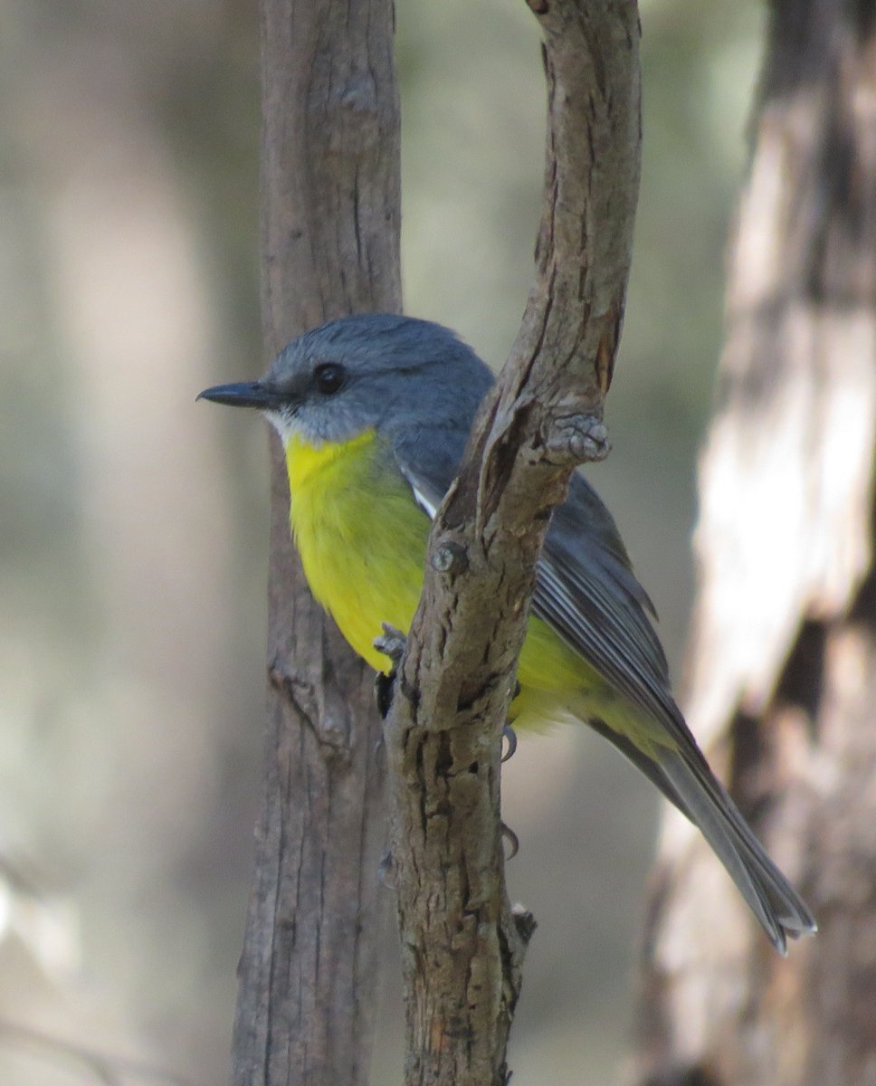 wtb_Michael's tweet photo. Some nice birds out on Taungurung country https://t.co/YidAjtK6nq