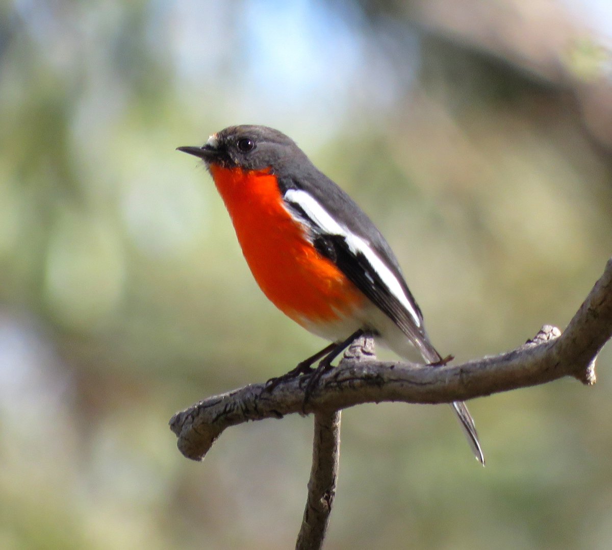 wtb_Michael's tweet photo. Some nice birds out on Taungurung country https://t.co/YidAjtK6nq