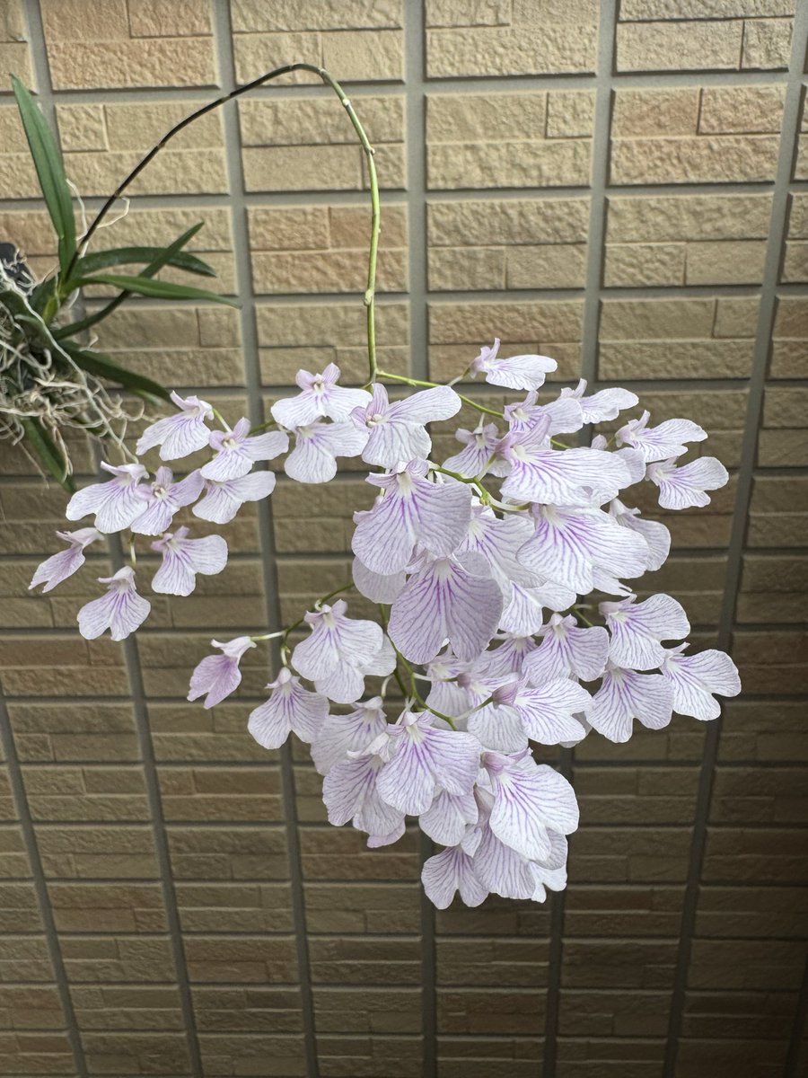 sas09050's tweet photo. 濃さが増してきた
日持ちするのもよいね

Ionopsis utoricularioides https://t.co/jT1OR6HVYh