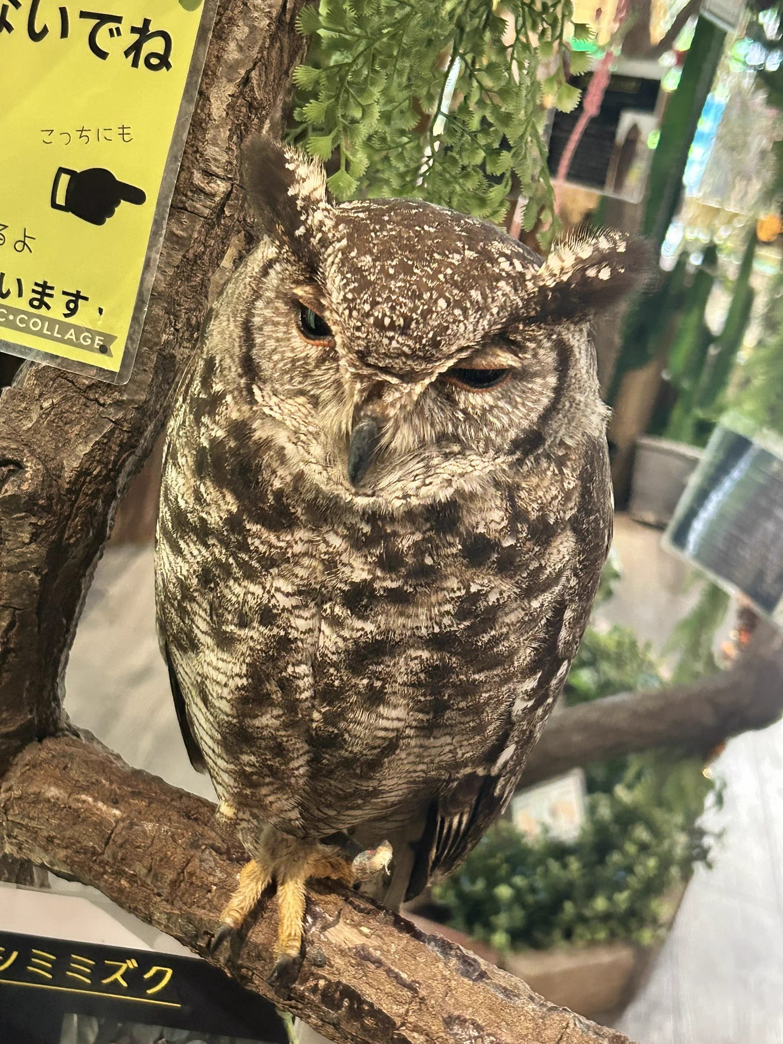高羽はいぢ on X: 