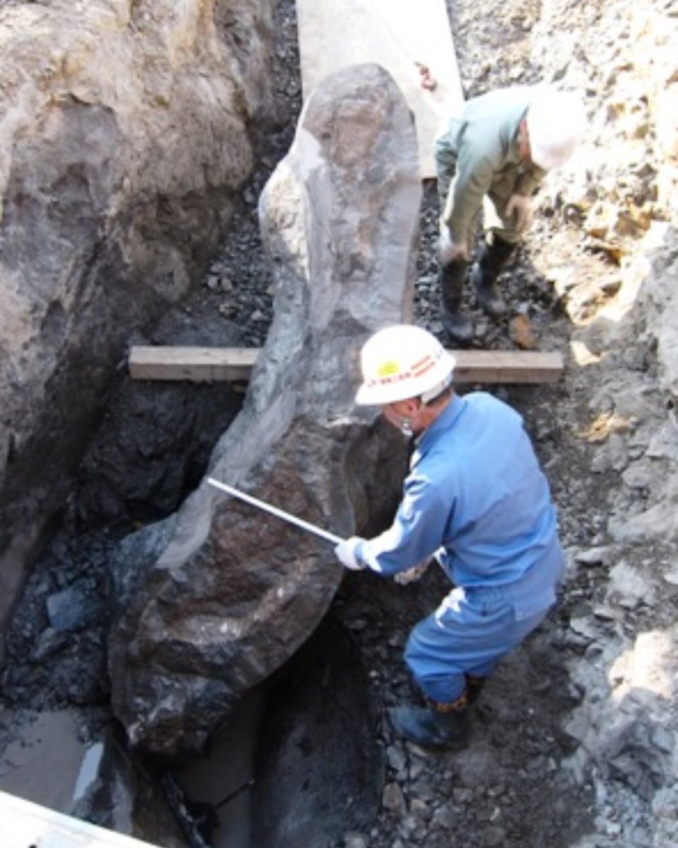 japan's tweet photo. One citizen spotted bones in a Sapporo riverbed. 🐋🔎 Seventeen years of excavation, preparation and research turned that chance find into a new species. Today, its head fossil is displayed in Sapporo—returning one citizen’s discovery to the public, where it can spark the next. https://t.co/SPi3xvJkwe
