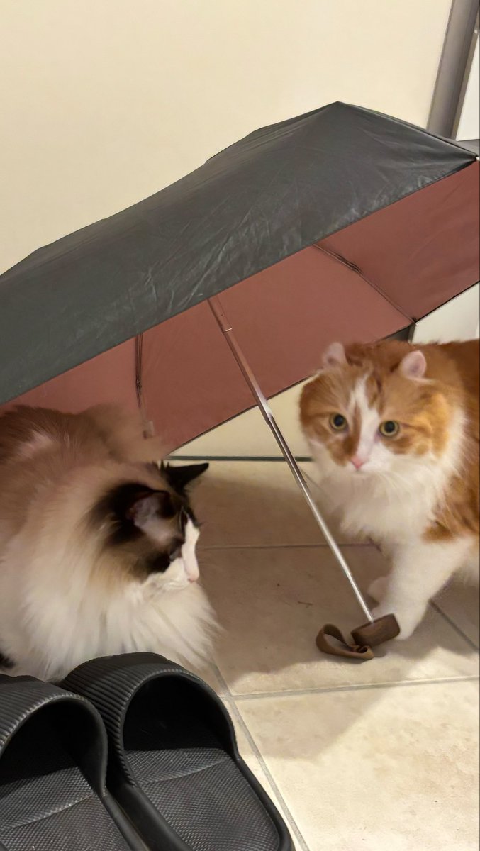 repi_mom's tweet photo. 玄関で傘広げてたら猫ちゃんホイホイになってた

#猫  #猫と暮らす生活  #猫好きな人と繋がりたい https://t.co/6XVUbHcQH4