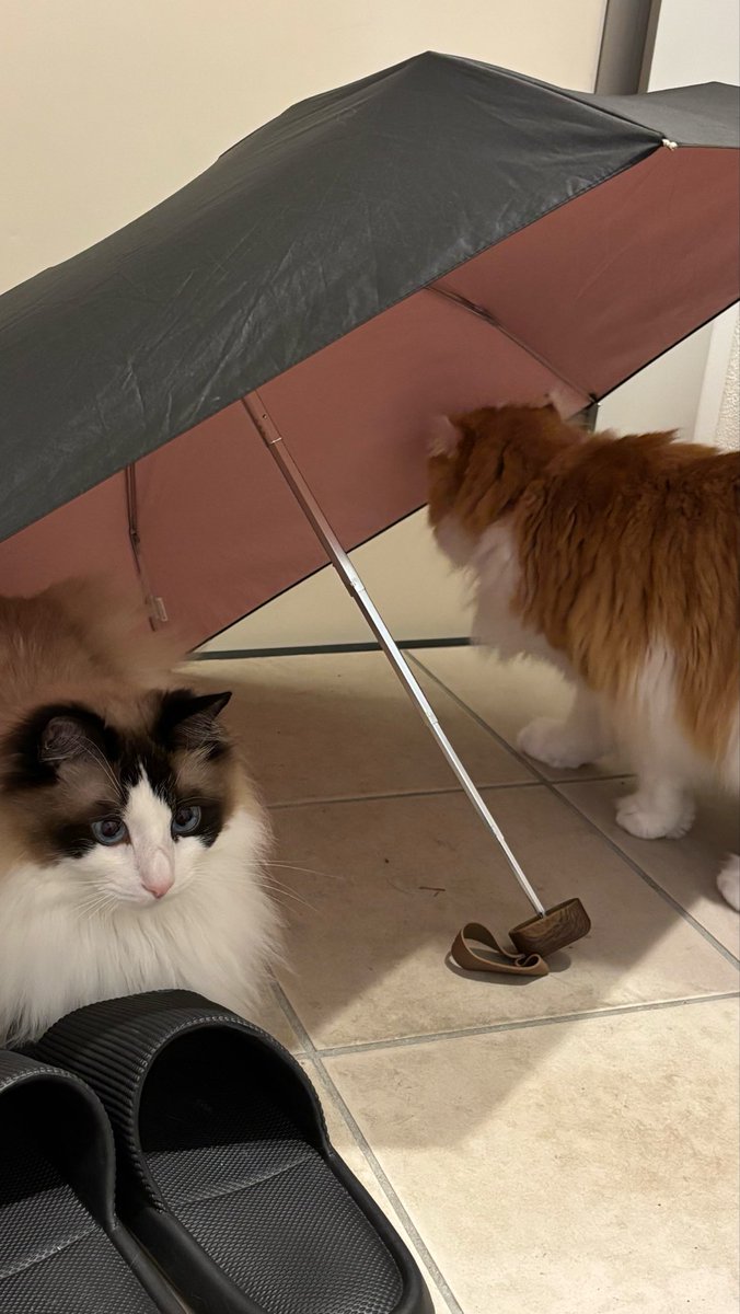 repi_mom's tweet photo. 玄関で傘広げてたら猫ちゃんホイホイになってた

#猫  #猫と暮らす生活  #猫好きな人と繋がりたい https://t.co/6XVUbHcQH4