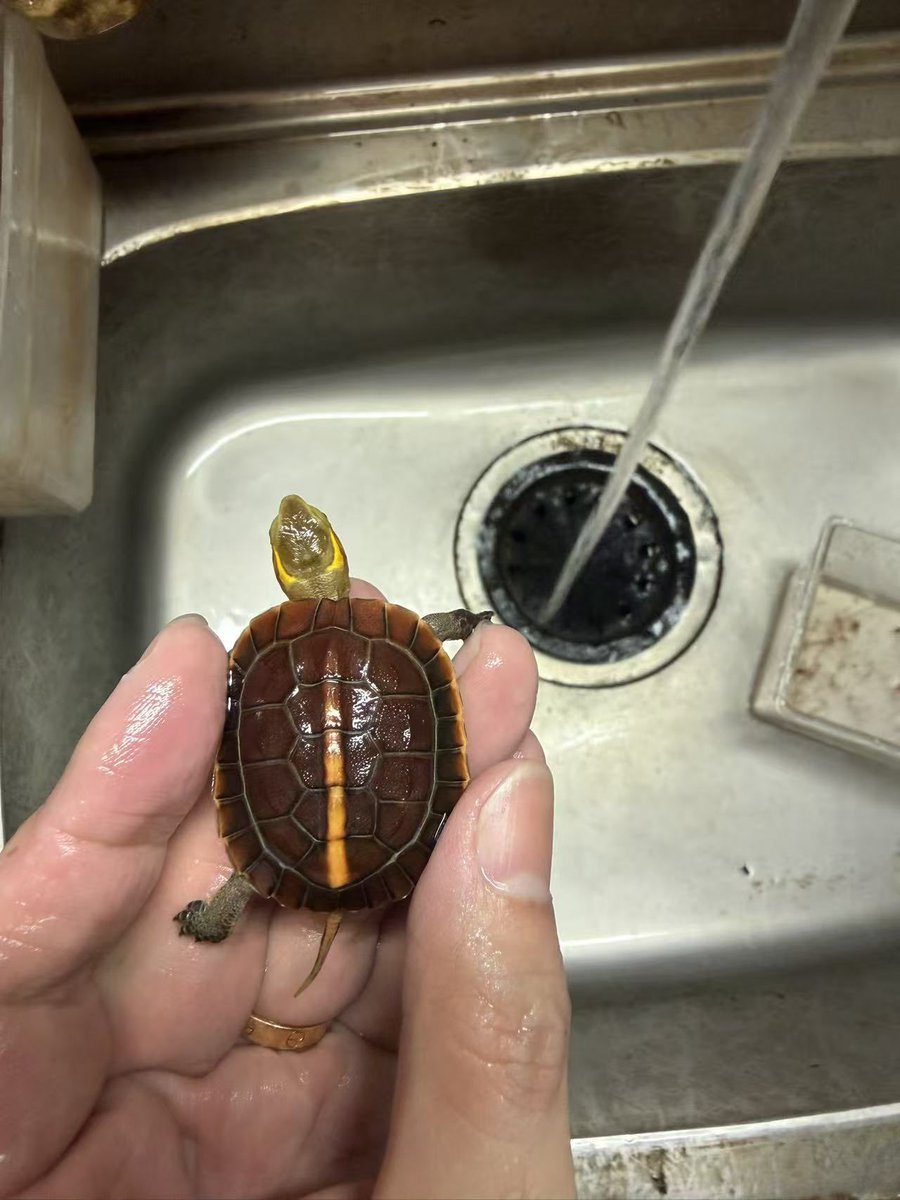 ReptileWanted's tweet photo. 本物の安徽セマルハコガメ 26CB、5匹掲載しました🐢

今回は厳選した極赤個体です🔥
自家サイトにも登録しましたので、各個体の詳細は下記よりご確認いただけます。

https://t.co/5PlgzryLYl

気になる個体がいましたら、お気軽にDMください😊

#セマルハコガメ
#安徽セマルハコガメ https://t.co/CfPstPk67m