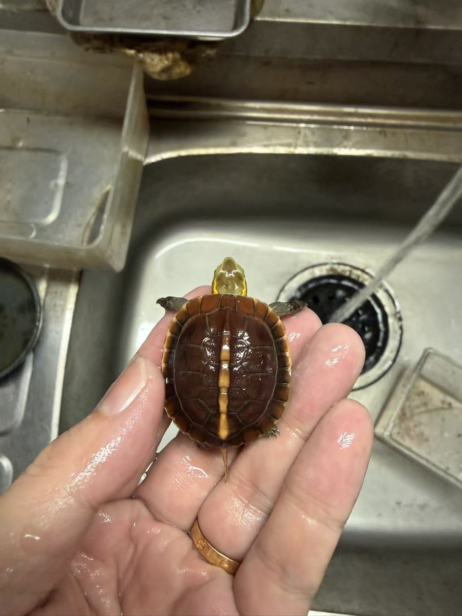 ReptileWanted's tweet photo. 本物の安徽セマルハコガメ 26CB、5匹掲載しました🐢

今回は厳選した極赤個体です🔥
自家サイトにも登録しましたので、各個体の詳細は下記よりご確認いただけます。

https://t.co/5PlgzryLYl

気になる個体がいましたら、お気軽にDMください😊

#セマルハコガメ
#安徽セマルハコガメ https://t.co/CfPstPk67m