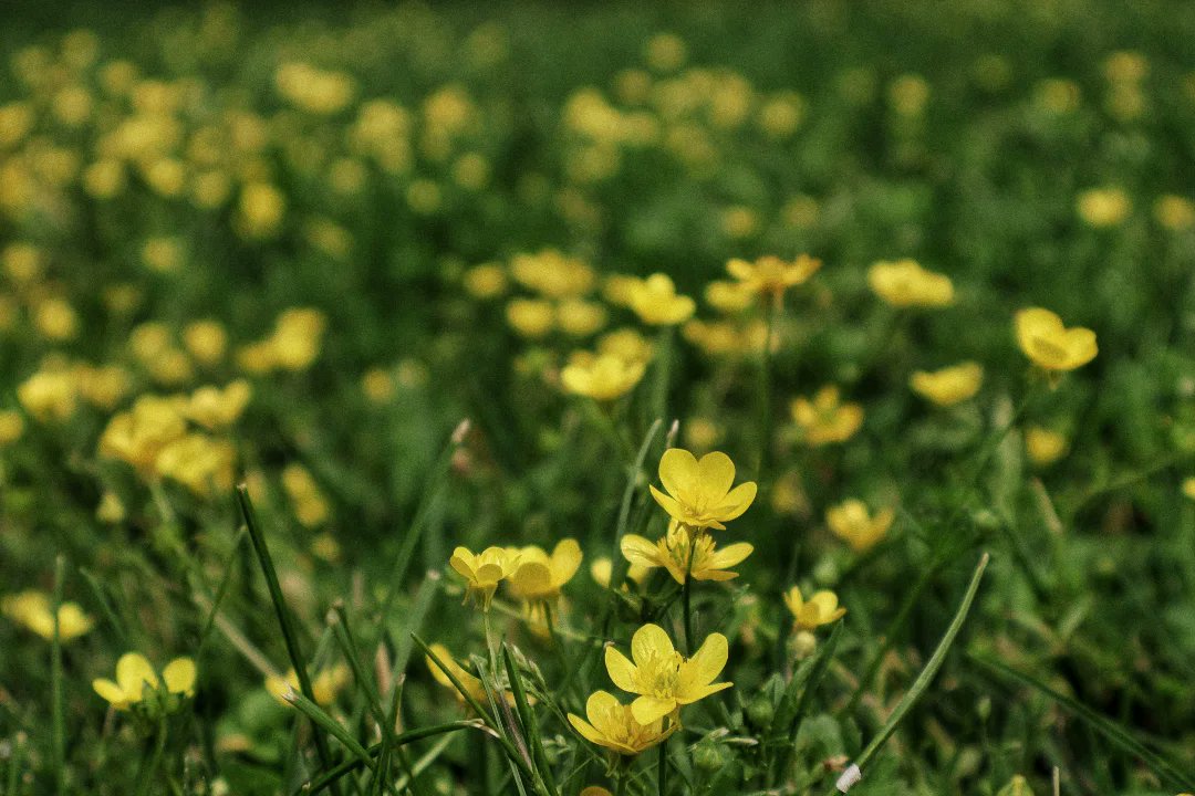 ShellieVon3r's tweet photo. Flower https://t.co/Ce7l8GSdb7